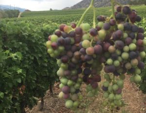 vanessa-grapes-veraison